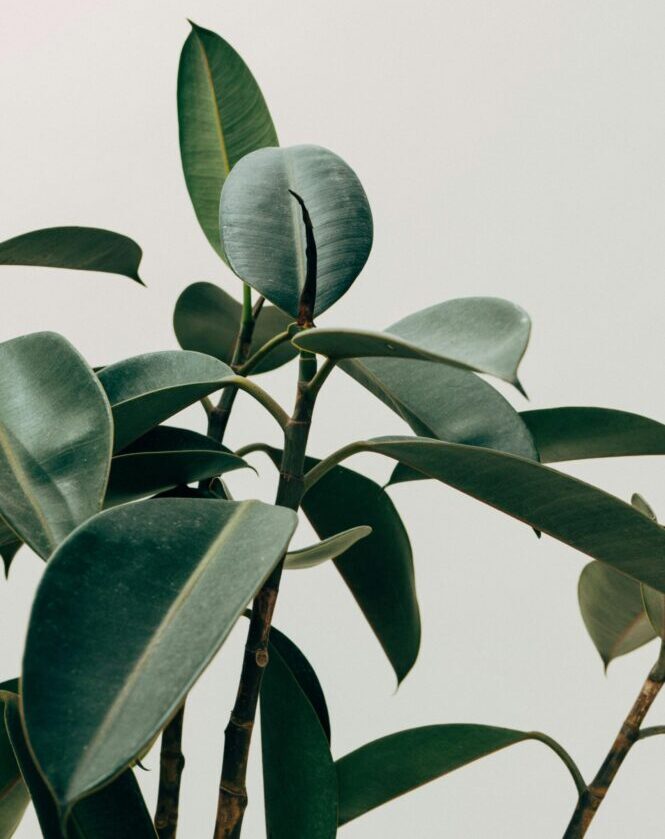 Close-up of rubber plant leaves with vibrant green hues against a minimalist off-white background.