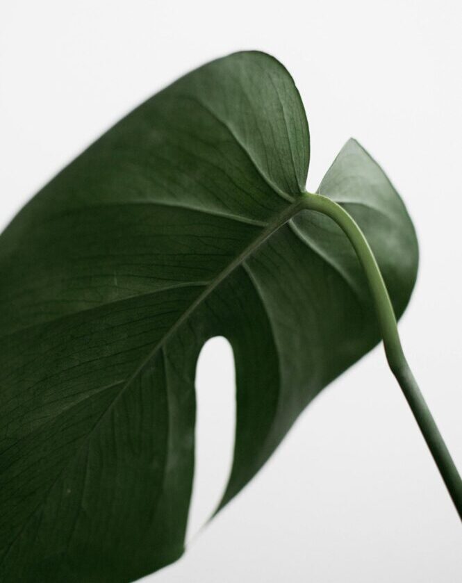 Elegant close-up of a green Monstera leaf on a white background.