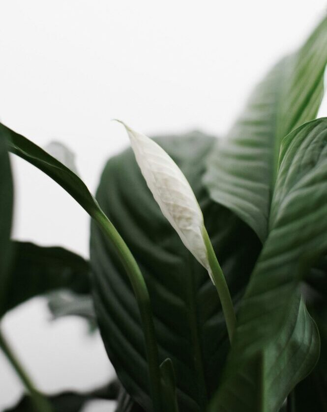 Close-up of a Peace Lily plant showcasing its elegant white bloom against green leaves.