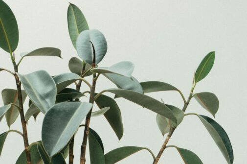 Elegant close-up of rubber plant leaves in a minimalist and natural composition.